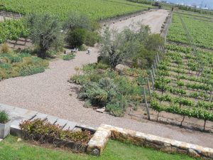 los vinos son elaborados con uvas Pinot Noir y Chardonnay, cosechados manualmente en las zonas más altas de Valle de Uco y Luján de Cuyo (Prov. Mendoza) 